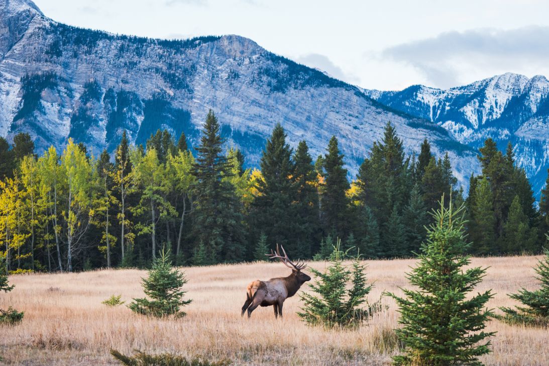 A Guide to Winter Wildlife Viewing in Colorado