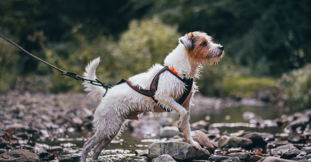 A white and brown terrier in a harness and leash standing in a creek bed. It stands on a rock with one paw raised.