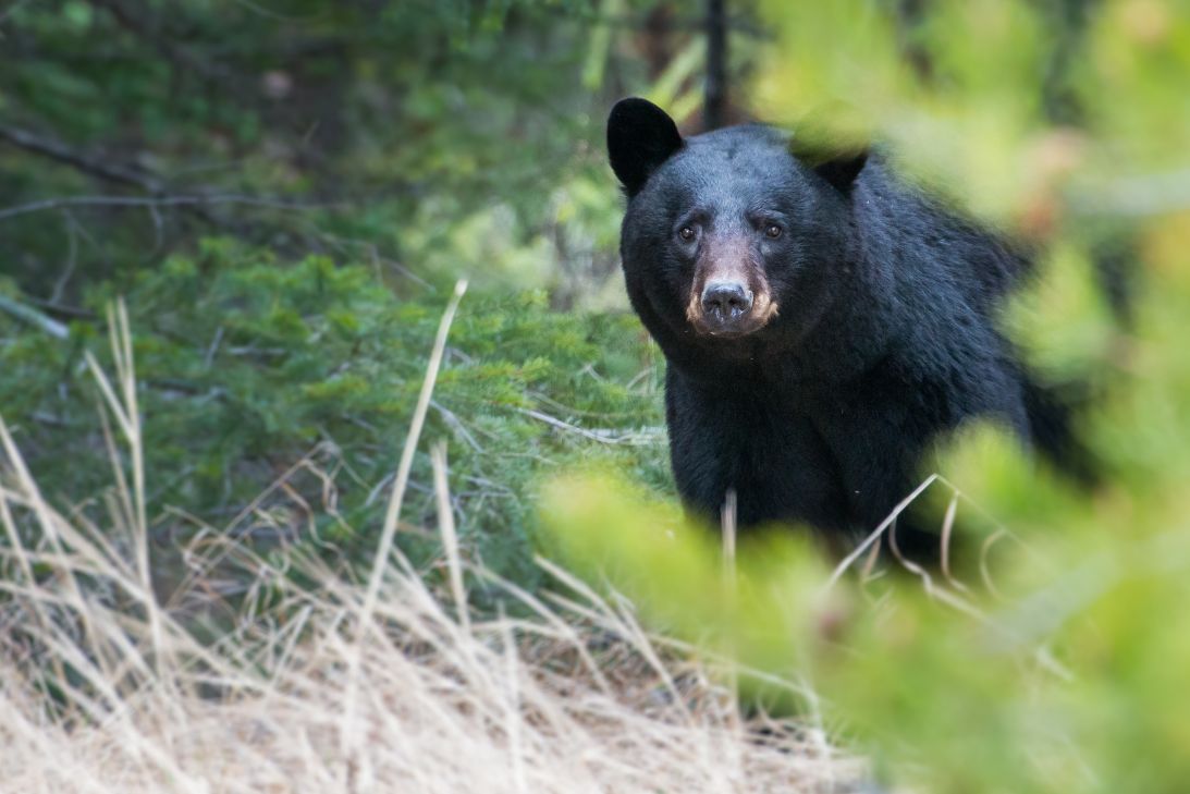 Top 3 Tips for Staying Safe Around Bears in Colorado