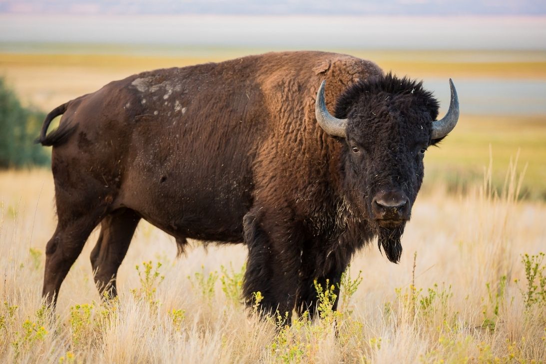 3 Bison Safety Tips While Hiking