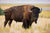 3 Bison Safety Tips While Hiking