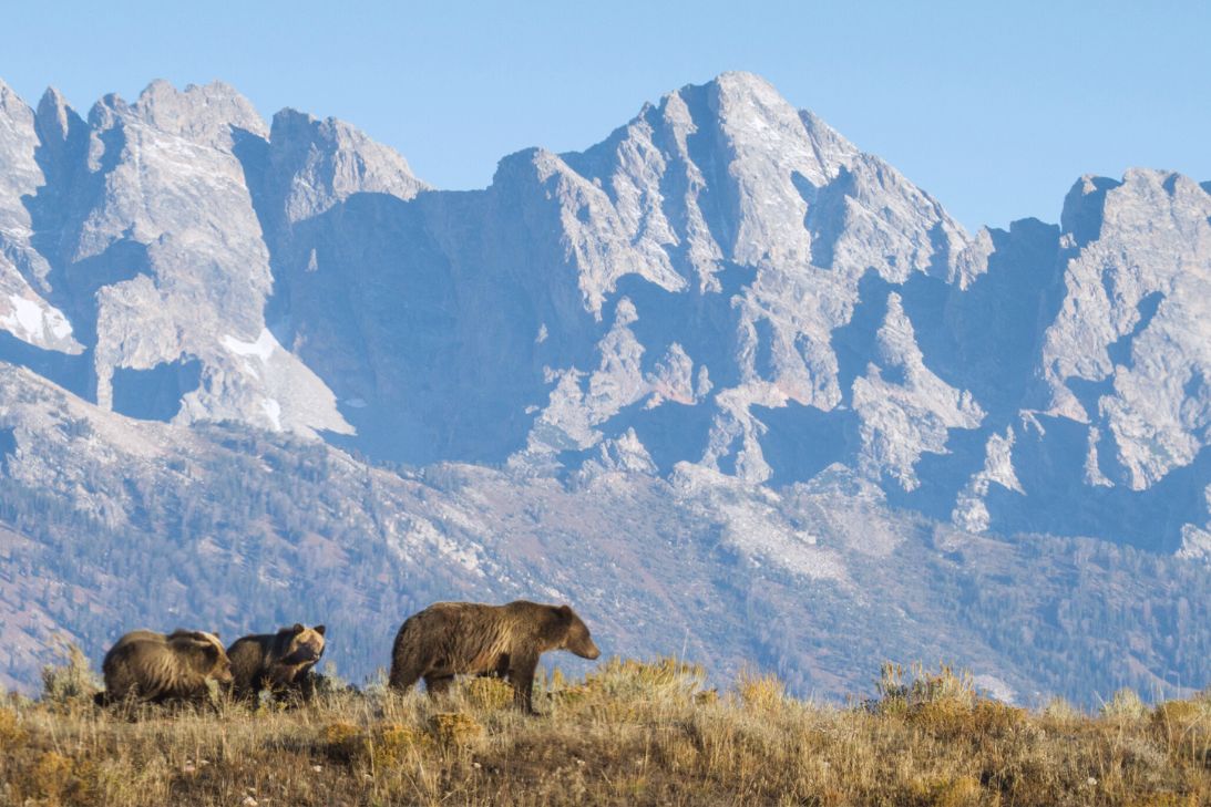 Places in Colorado Where You’ll Find Beautiful Wildlife