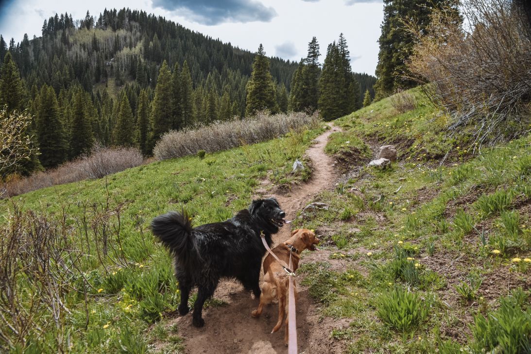 Colorado’s K9 Adventures: Dog-Friendly Trails and Activities