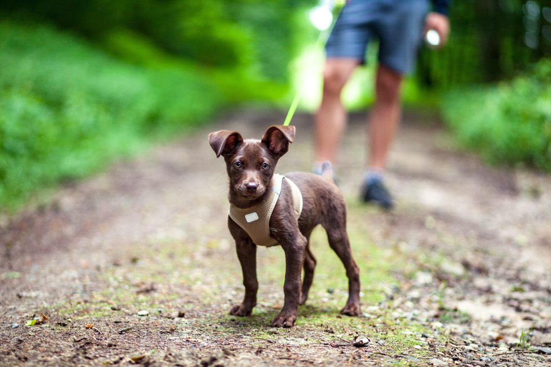 Tips for Introducing Your Puppy to Hiking