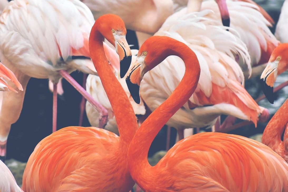 3 Fun Facts About Flamingos You Didn’t Know