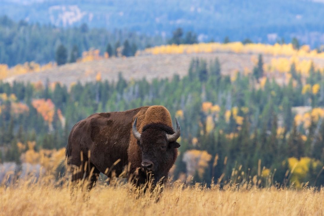 The Most Iconic Animals of Colorado