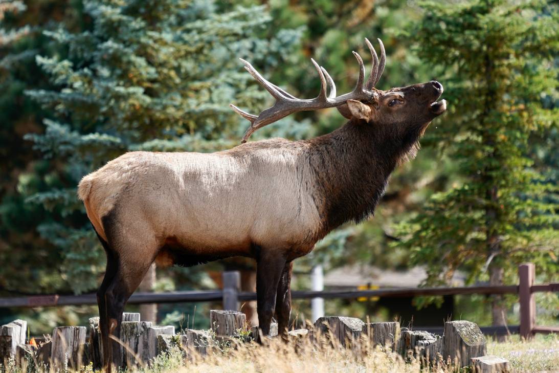 A bull elk with its head tilted back, bugling. There are trees and a wooden fence in the background.