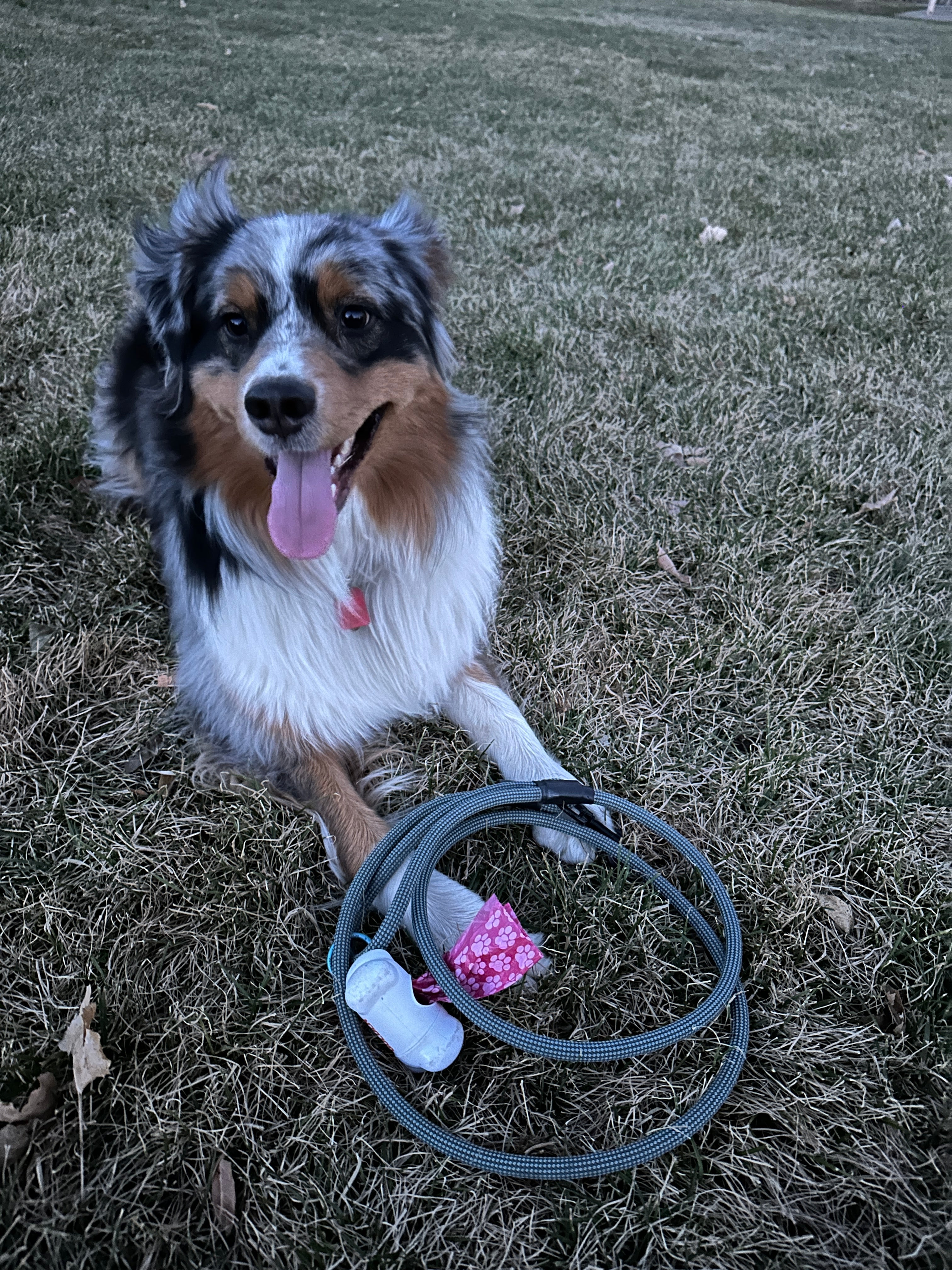 Best Buddy Upcycled Dog Leash - Raspberry