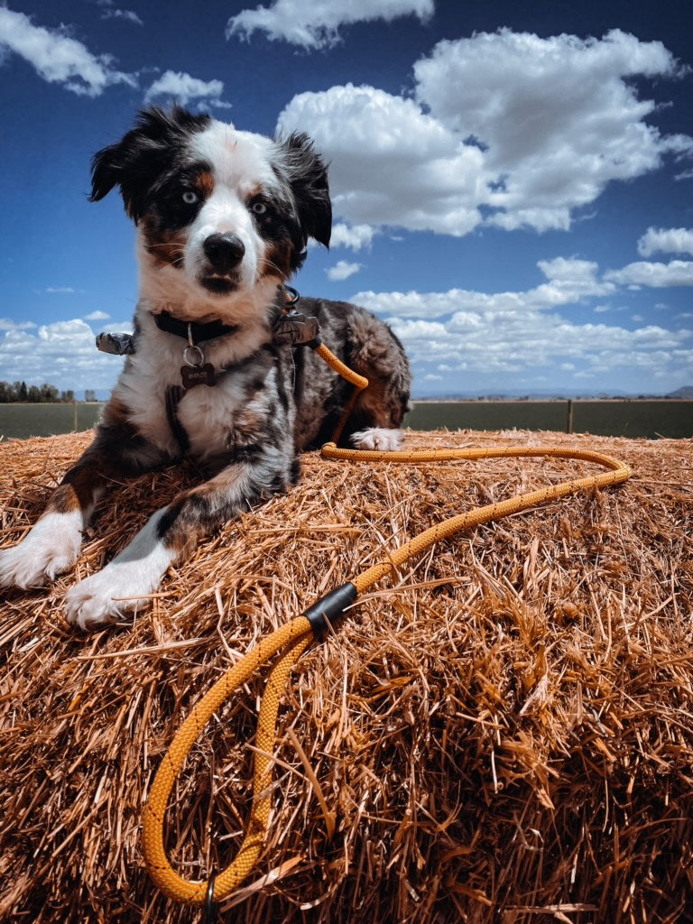 Best Buddy Upcycled Dog Leash - Electric Gold / Orange
